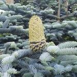 Abies proceraFruit