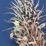 Plantago argentea Fula