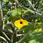 Uncarina grandidieri 花