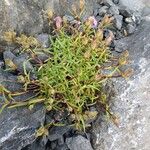 Saponaria caespitosa Leaf