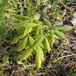 Parthenocissus quinquefolia Blatt