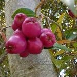 Syzygium aqueum ഫലം