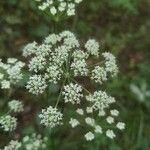 Seseli annuum Blüte