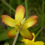 Ranunculus orthorhynchus Flower