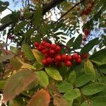 Sorbus aucuparia Φρούτο