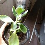 Kalanchoe laxiflora Ліст