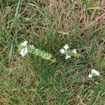 Euphrasia officinalisFlor