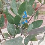 Simmondsia chinensis Φύλλο