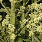 Verbesina turbacensis Flower