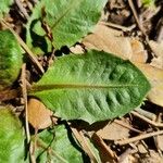 Taraxacum obovatum पत्ता