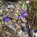 Pinguicula grandiflora Fula