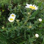 Leucanthemum ircutianum Характер