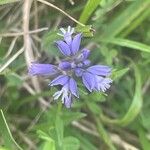 Polygala vulgaris Fleur
