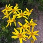 Chrysactinia mexicana Flower
