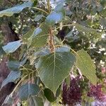 Populus nigraLeaf