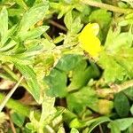 Ranunculus sardous Fiore