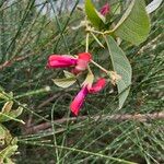 Kennedia rubicunda Flor