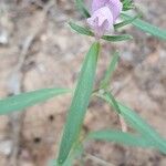 Misopates calycinum Flor