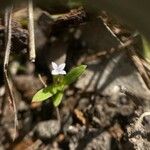 Oldenlandia corymbosa Flors