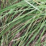 Carex flacca Blatt