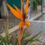Strelitzia reginae Flor