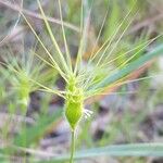 Aegilops geniculata Blomst