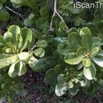 Pittosporum viridiflorum 葉