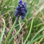 Muscari neglectum Alkat (teljes növény)