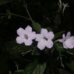 Ruellia stemonacanthoides Flor