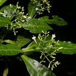 Psychotria orosiana Blüte