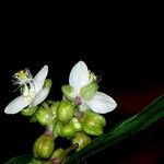 Tripogandra serrulata Blüte