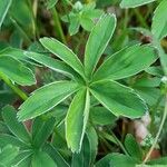 Alchemilla alpina Foglia