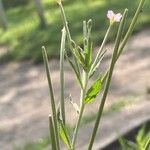 Epilobium tetragonum Лист