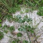 Eryngium maritimumList