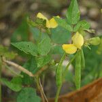 Vigna luteola Frukto