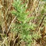 Artemisia chamaemelifolia Leaf