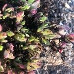 Patellifolia procumbens Листок