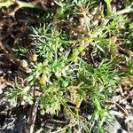 Cyclospermum leptophyllum Blatt