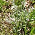 Pardoglossum cheirifolium Leaf