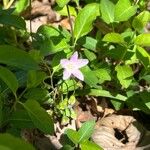 Claytonia caroliniana Flor