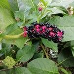 Phytolacca acinosa पत्ता