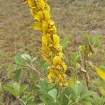 Crotalaria pallida Цвят