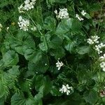 Cardamine asarifolia 花