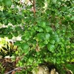 Ligustrum sinense List