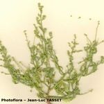 Dysphania atriplicifolia Облик