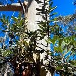 Eucalyptus dalrympleana Kabuk