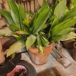 Aspidistra elatior 葉