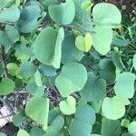 Cercis occidentalis Hostoa