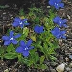 Gentiana verna ശീലം