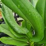 Phalaenopsis amabilis List